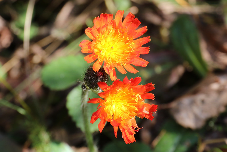 Ile-Alatau State Reserve Kazakhstan