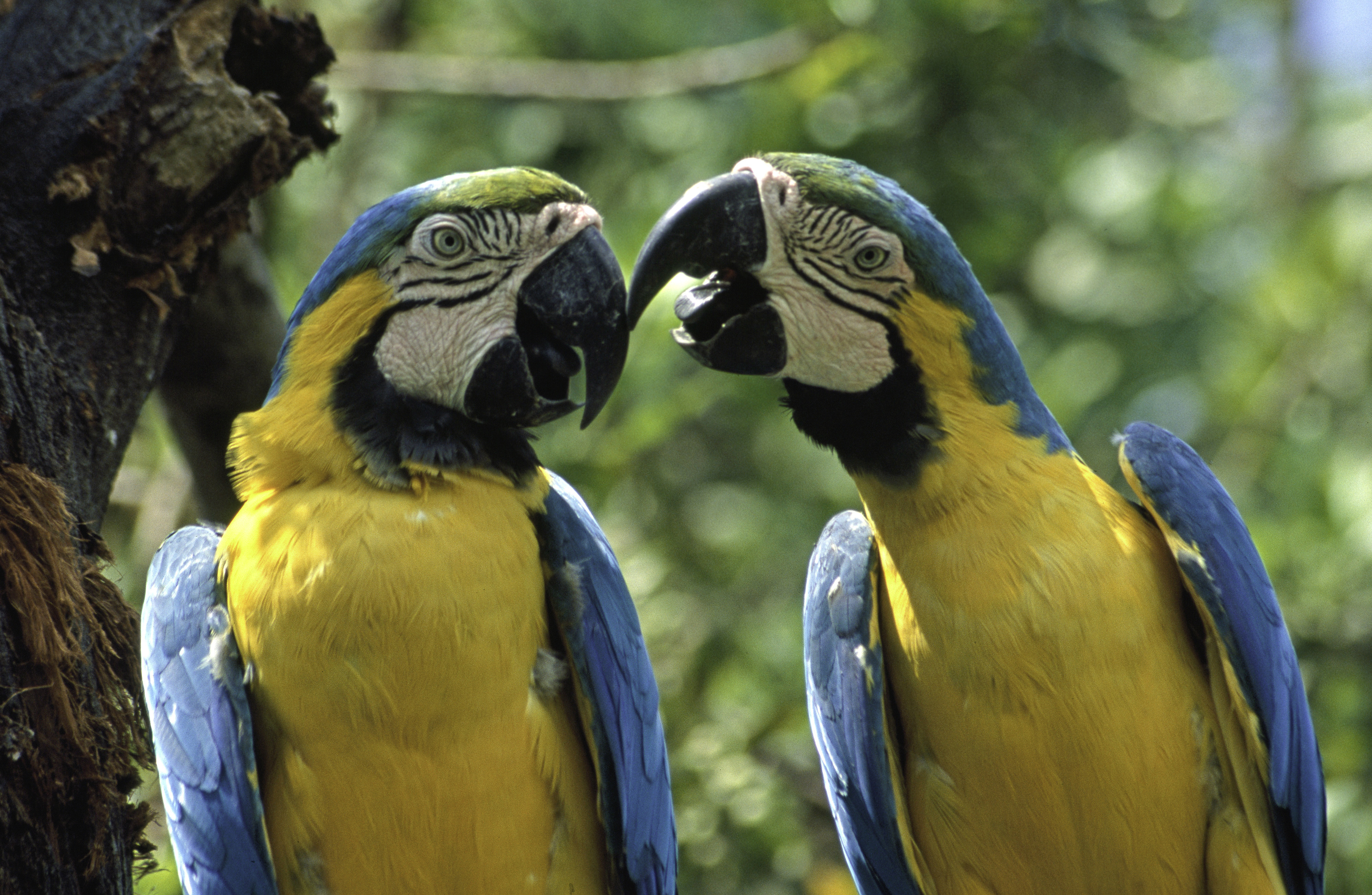 Blue-and-gold macaws