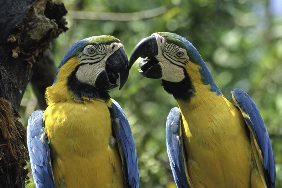 Blue-and-gold macaws Blue-and-gold macaws