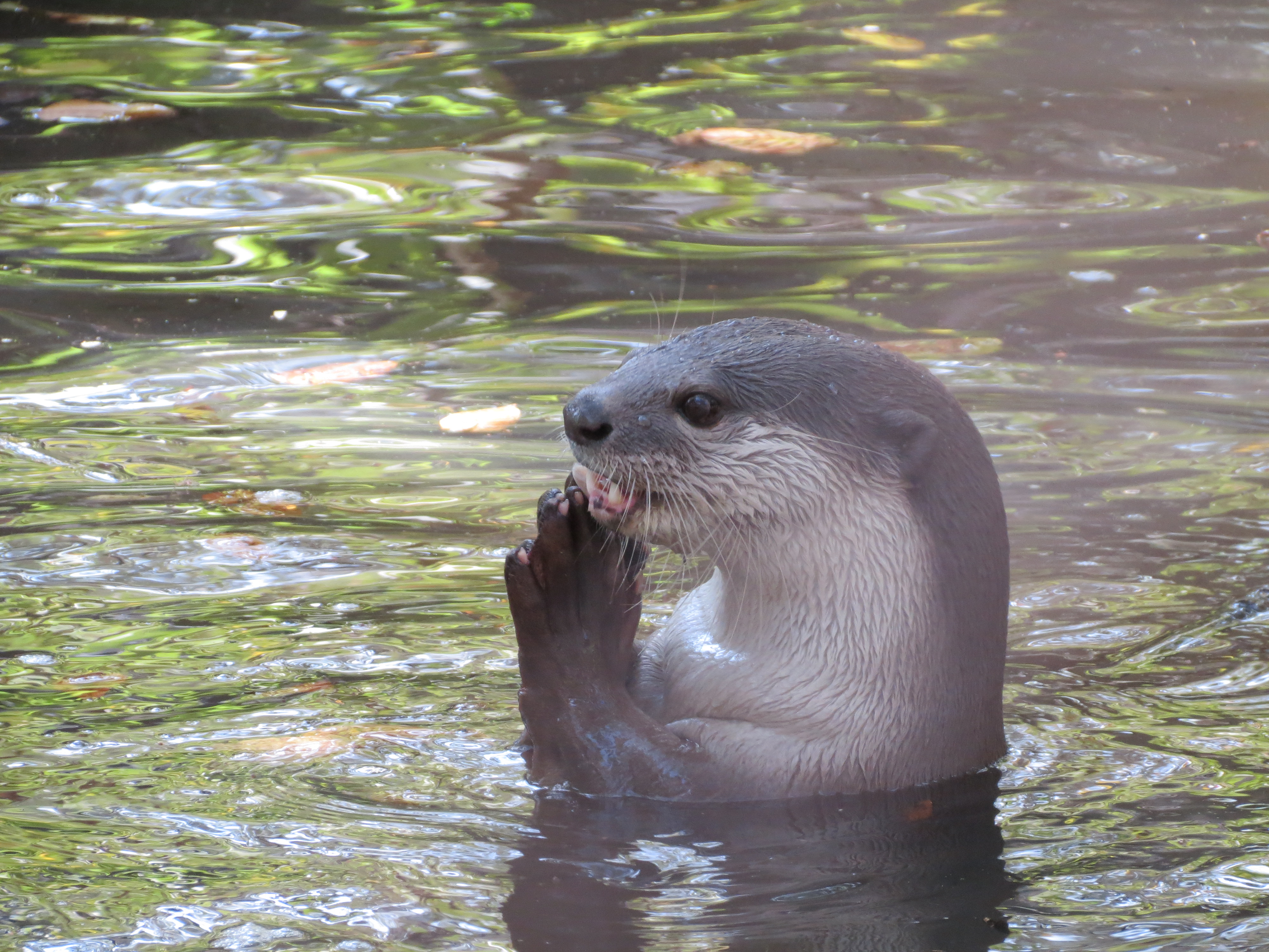 Smooth coated otter on Tonle Sap lake