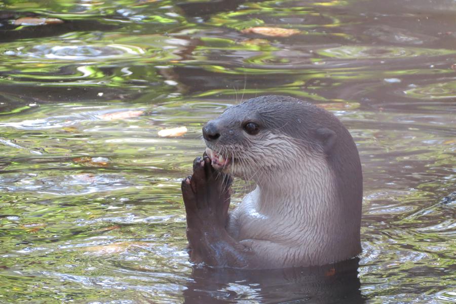 Smooth coated otter on Tonle Sap lake Smooth coated otter on Tonle Sap lake