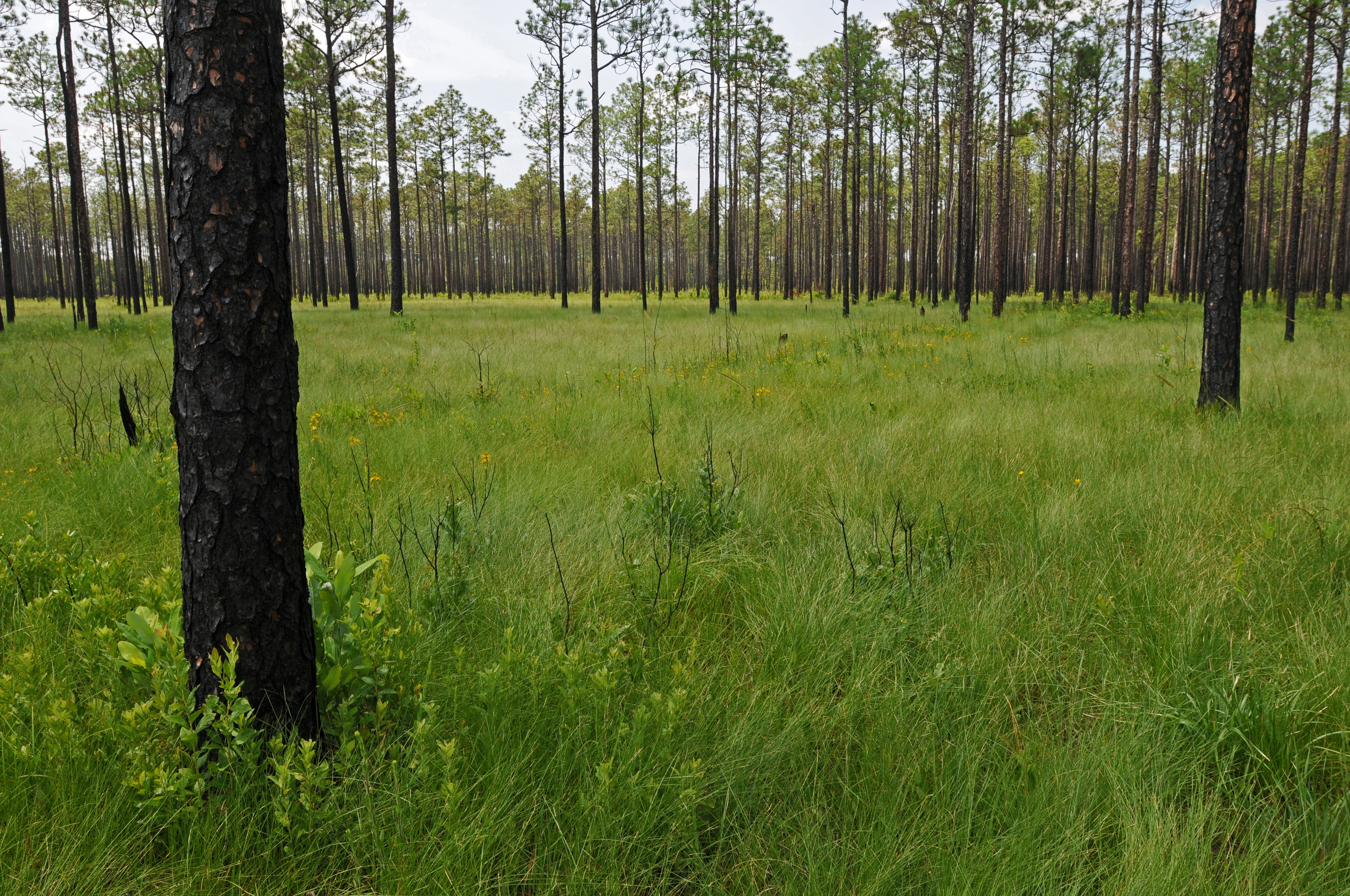 Big Island Savanna in the Green Swamp of North Carolina, USA