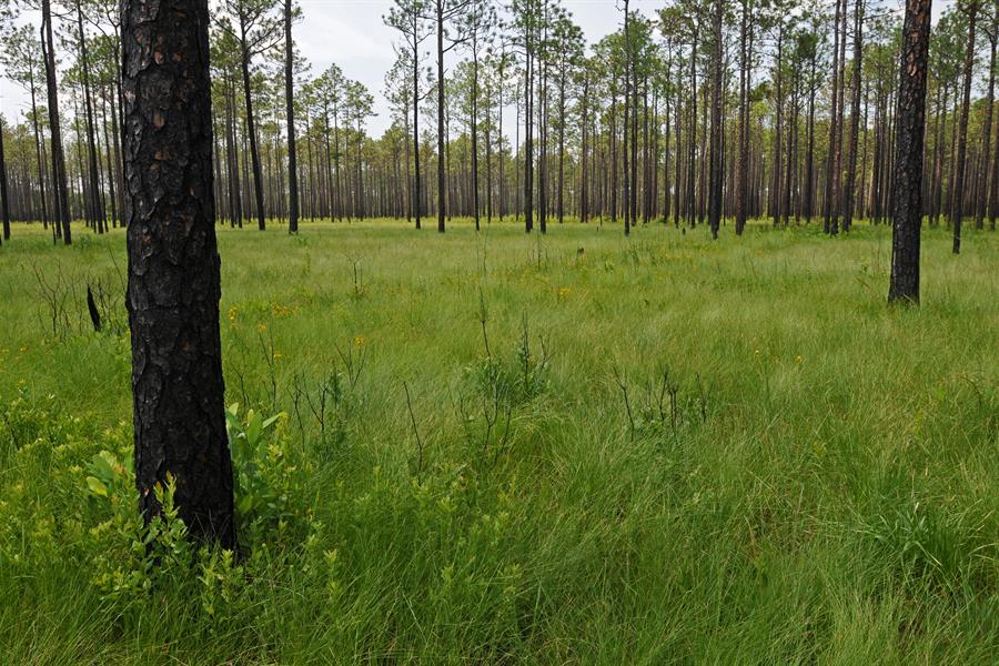 Big Island Savanna in the Green Swamp of North Carolina, USA Big Island Savanna in the Green Swamp of North Carolina, USA