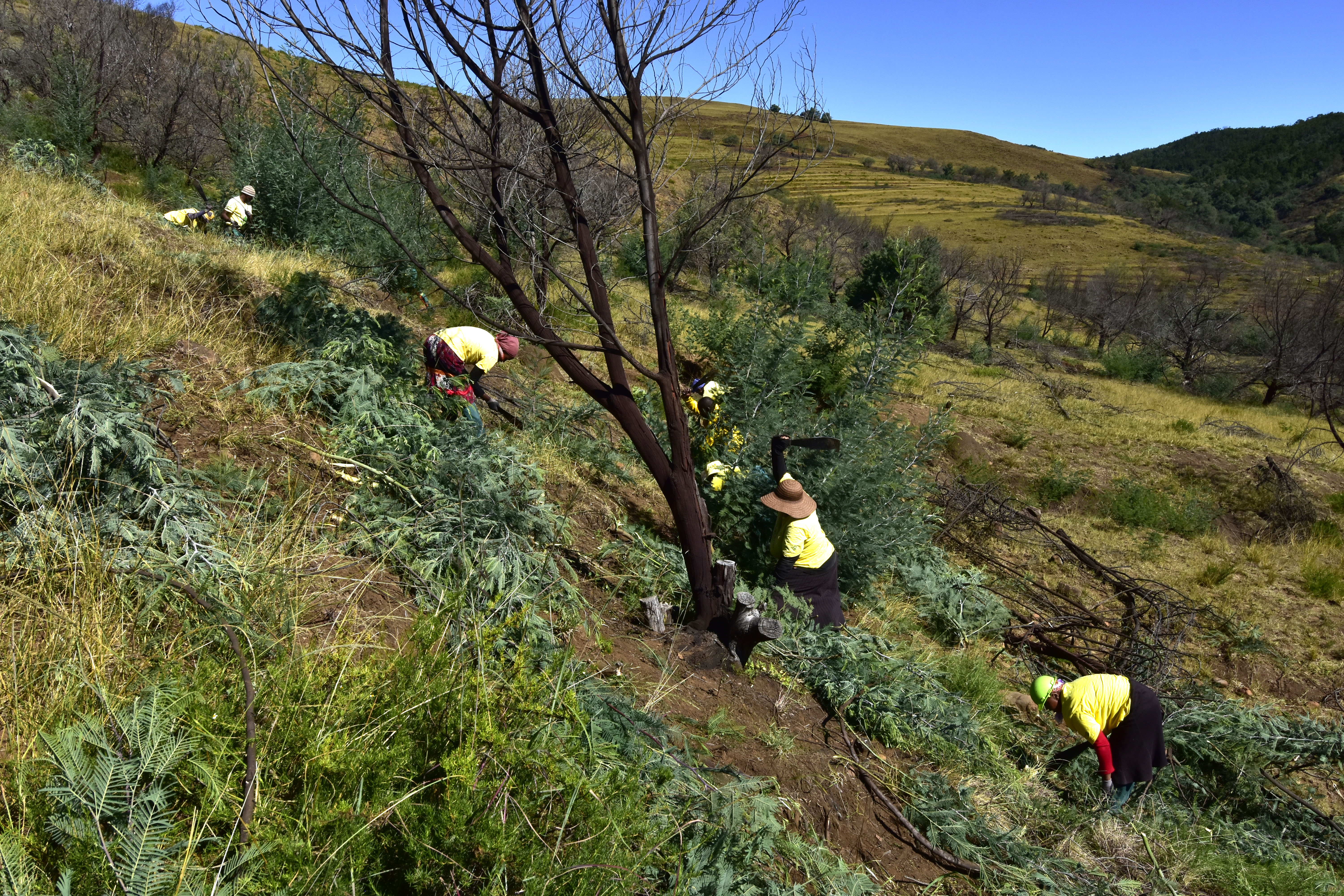 War on Wattle