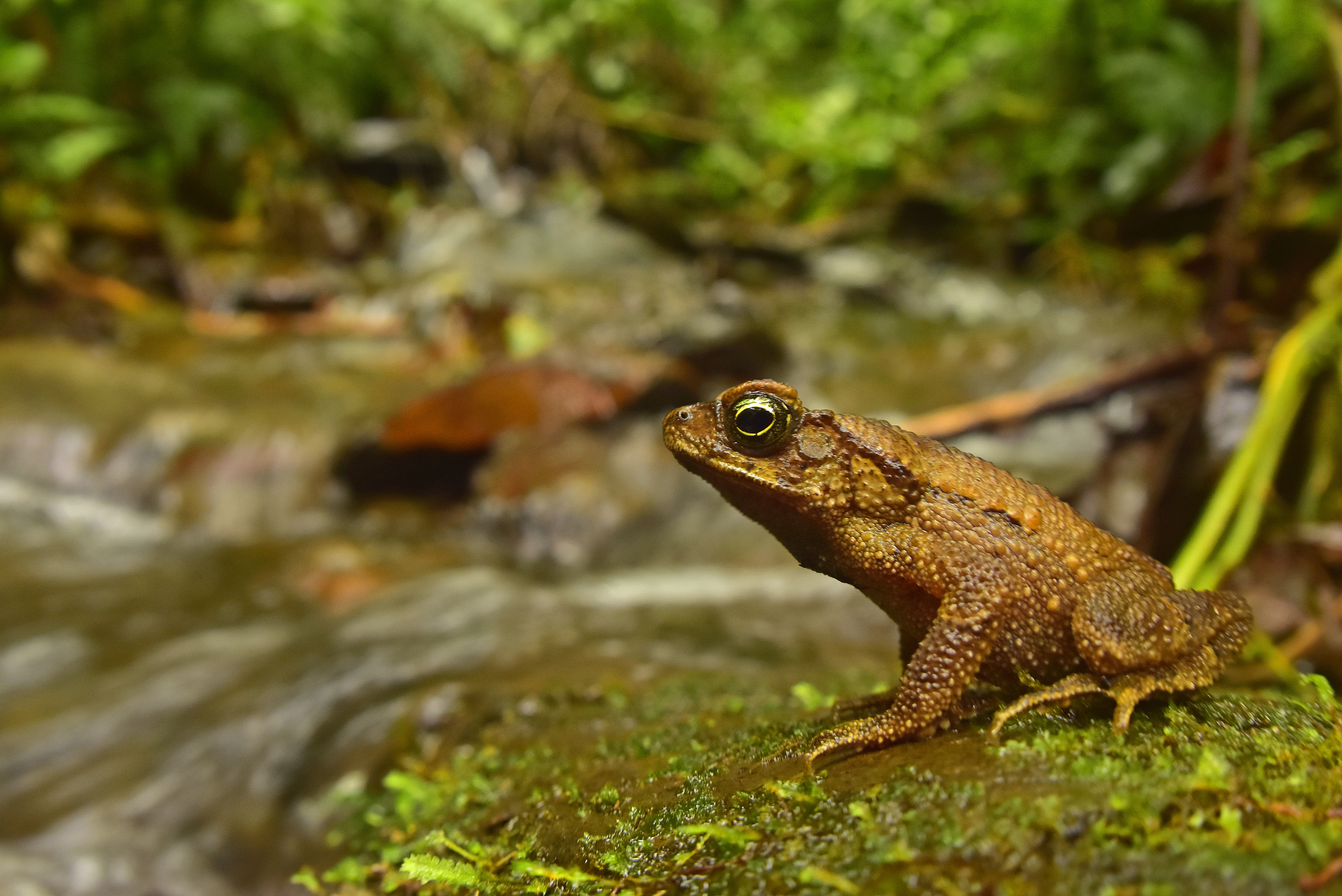 AP Guanay Juan Pablo Urioste