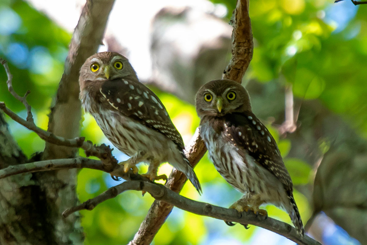 © TTG Brasil Investimentos Florestais