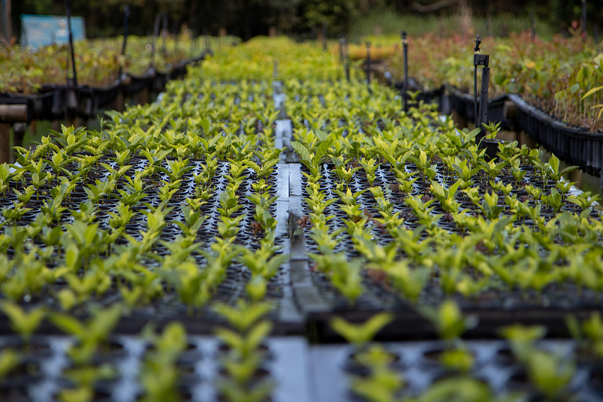 Para além do carbono: Evento na NYCW discute potenciais econômicos e climáticos da restauração de paisagens